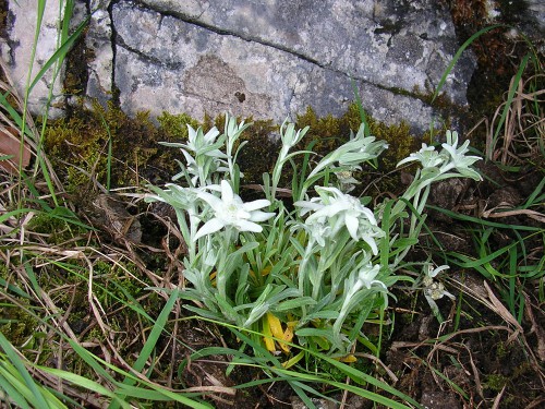 Edelweiss